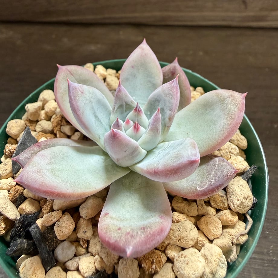 6ad95e6e59d7ecdeb89d79fe