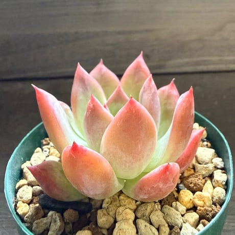 18、Echeveria colorata ’Autentica’（実）