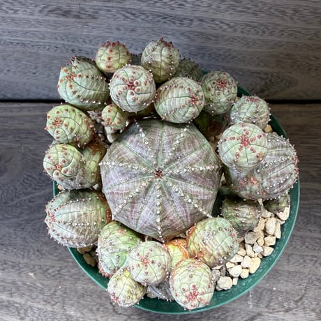 69、Euphorbia ‘オベサグロー‘