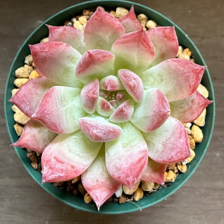 13、Echeveria colorata ’Gonta’（実）