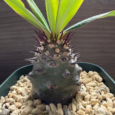 42、Euphorbia pachypodioides
