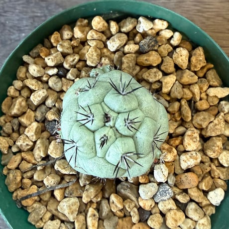 80、Ortegocactus macdougallii