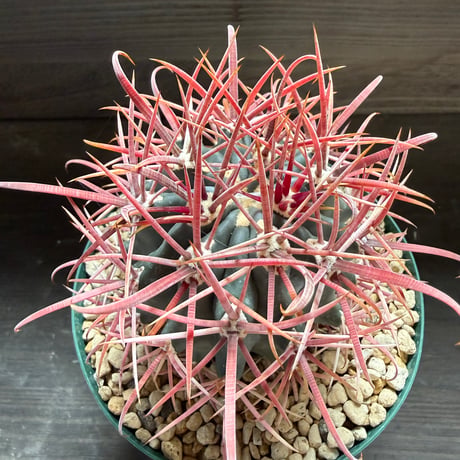62、Ferocactus 赤刺金冠竜×偉冠竜
