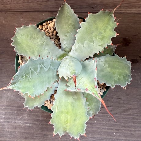 109、Agave potatorum ’Cameron Blue’