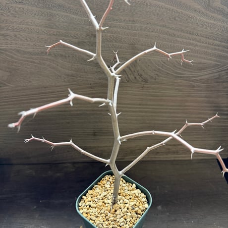 56、Decarya madagascariensis