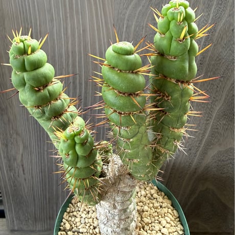 90、Eulychnia castanea var.spiralis