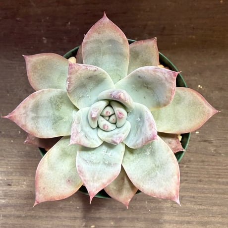 85、Echeveria ’CS-NO-13’ ’lindsayana×Super White’