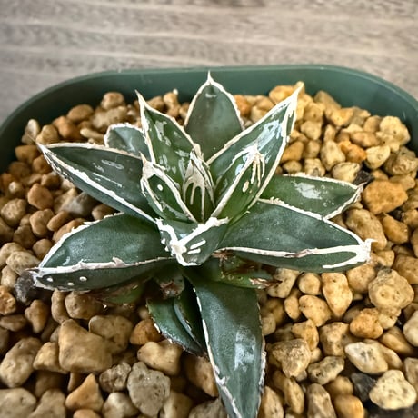 94、Agave 姫笹の雪