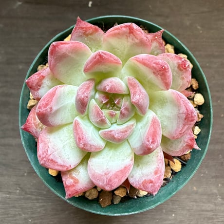 21、Echeveria colorata ’Autentica’（実）
