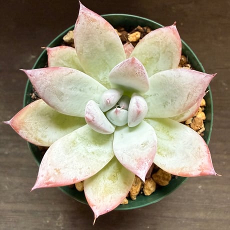 16、Echeveria colorata ’Roof’（実）