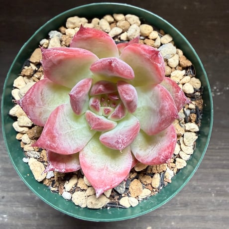 58、Echeveria colorata ’Autentica’