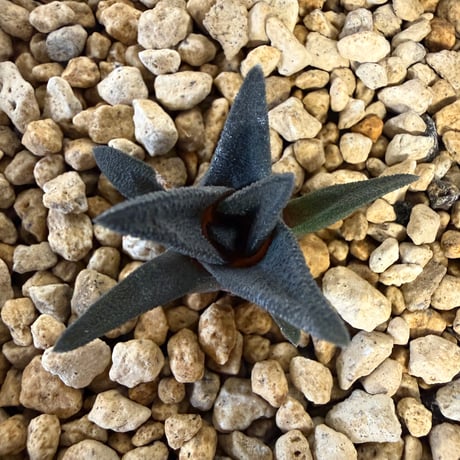 148、Haworthia sordida var.lavranii