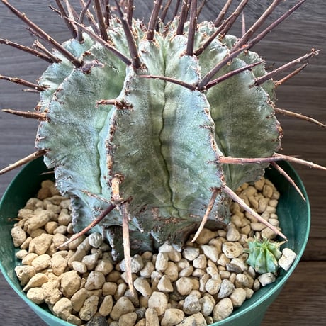 86、Euphorbia ’胴太マジョール’