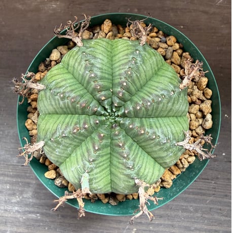 96、Euphorbia meloformis Pigeon Shooing Farm Grahamstown