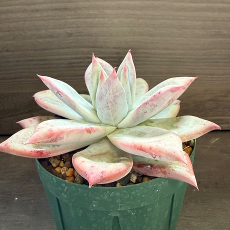 64、Echeveria ’CS-NO-09’ ’Alps’