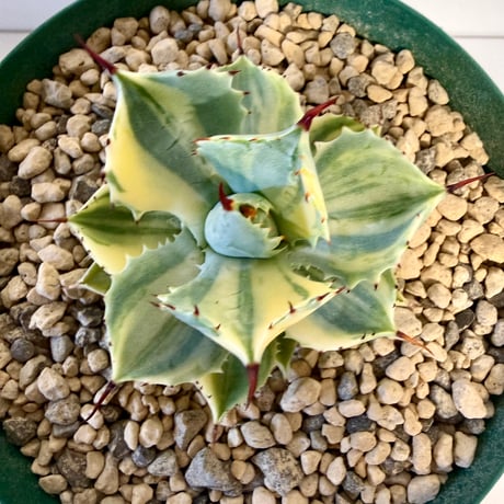 135、Agave isthmensis f.variegata