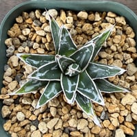 51、Agave 姫笹の雪