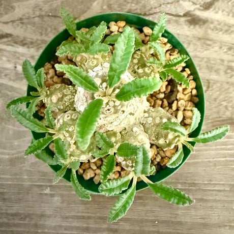 109、Dorstenia lavrani
