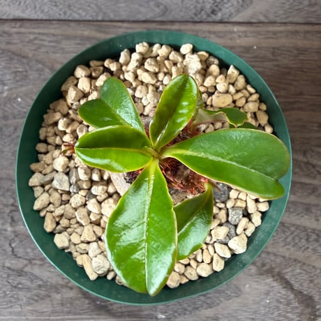 56、Euphorbia ramena