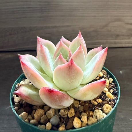 8、Echeveria colorata ’Desert Harmony’（実）