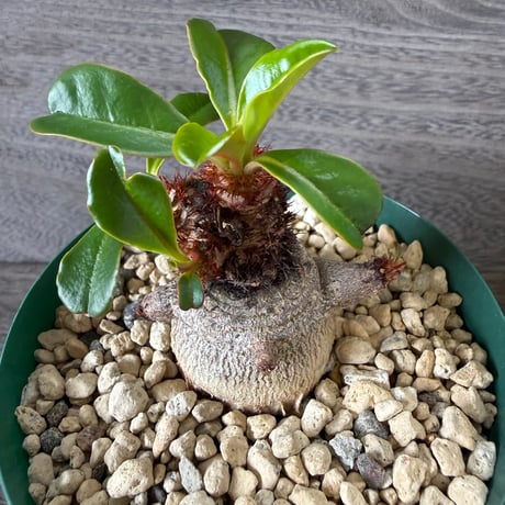 56、Euphorbia ramena