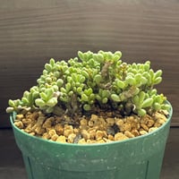 46、Tylecodon sinus-alexandra