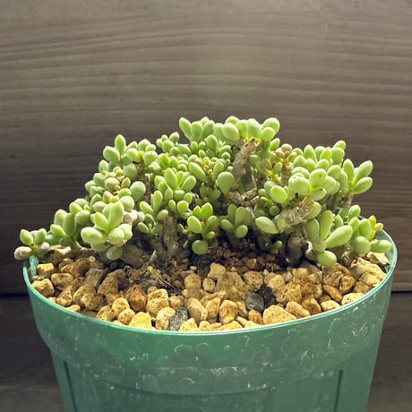 46、Tylecodon sinus-alexandra