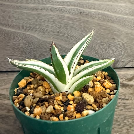 110、Agave 氷山