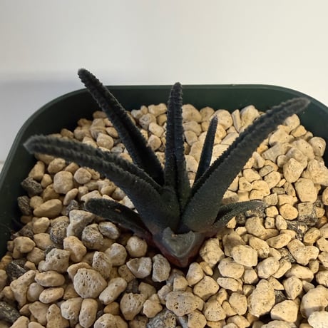 146、Haworthia sordida