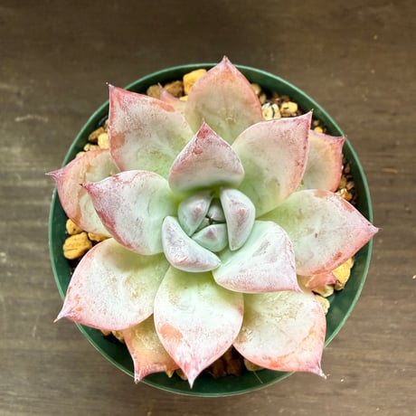14、Echeveria colorata ’Roof’（実）
