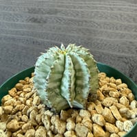 74、Euphorbia ‘刺無ホリダ‘