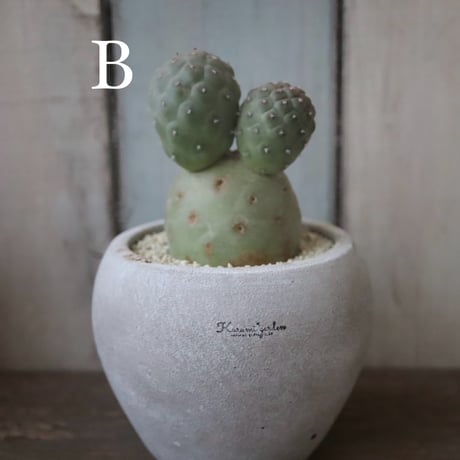 ゲオメトリクス A、B⚽️