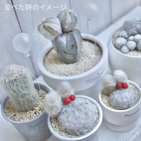 うさみみちゃん🐰🍒