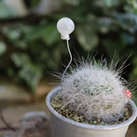 玉翁 キノコ🍄＆バルーンつき‎🤍