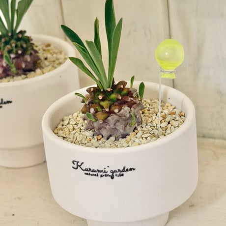 🌼黄色のバルーン付き峨眉山🍍