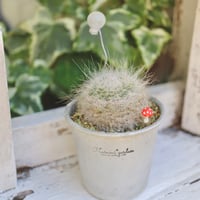 玉翁 キノコ🍄＆バルーンつき‎🤍
