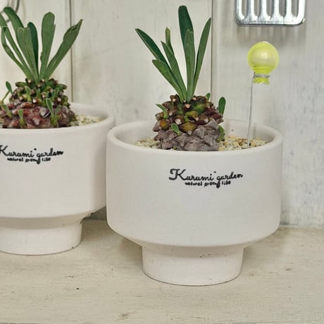 🌼黄色のバルーン付き峨眉山🍍