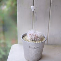 高砂（分頭）白いバルーン付き‎🤍