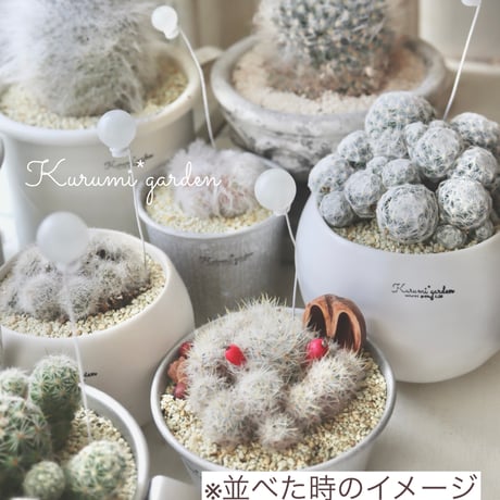 姫春星 白いバルーン付き‎🤍