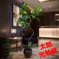 光触媒　人工観葉植物　ウォールグリーン　フェイクグリーン　ニューウンベラータ12