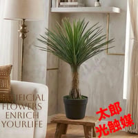 光触媒　人工観葉植物　ウォールグリーン　フェイクグリーン　ユッカ6351