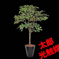 光触媒　人工観葉植物　ウォールグリーン　フェイクグリーン　ベンジャミン3366