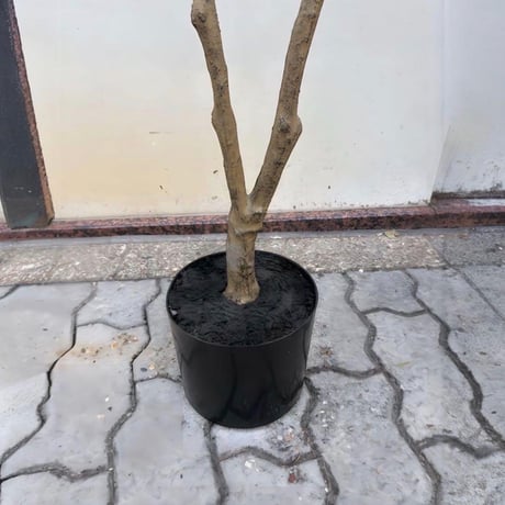 光触媒　人工観葉植物　ウォールグリーン　フェイクグリーン　マダガスカルアーモンド