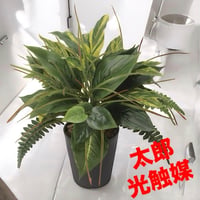 光触媒　人工観葉植物　ウォールグリーン　フェイクグリーン　ミックスフィロ145
