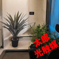 光触媒　人工観葉植物　ウォールグリーン　フェイクグリーン　アガベ115