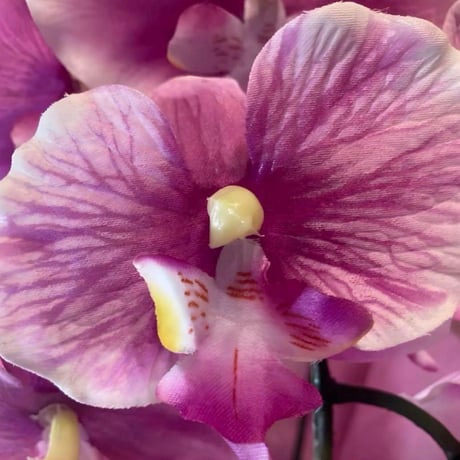 光触媒　人工観葉植物　ウォールグリーン　フェイクグリーン　胡蝶蘭6142aj