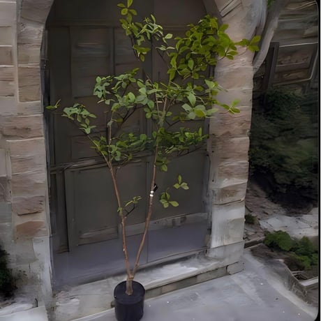 光触媒　人工観葉植物　ウォールグリーン　フェイクグリーン　マダガスカルアーモンド