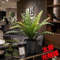 光触媒　人工観葉植物　ウォールグリーン　フェイクグリーン　アスプレニウムS