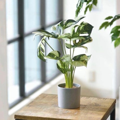 光触媒　人工観葉植物　ウォールグリーン　フェイクグリーン　モンステラバリエガータ3728