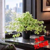 光触媒　人工観葉植物　ウォールグリーン　フェイクグリーン　ライムアイビー35